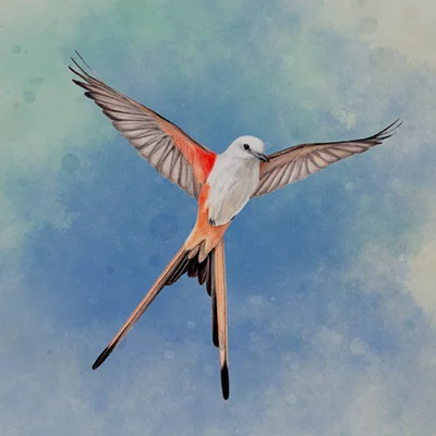Wingspan APK: The Award-Winning Bird Strategy Game Taking Android by Storm