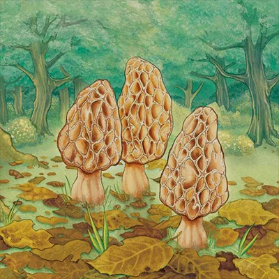 Morels APK: Peaceful Mushroom‑Foraging Card Game with Strong AI, Online Play & Offline Solo Mode